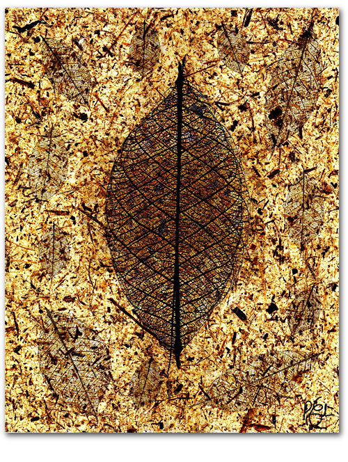 Brown Leaf